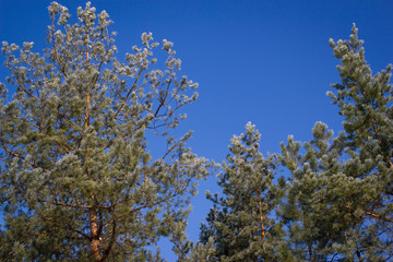 white flowers in spring