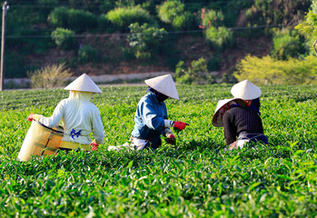 Dalat, Vietnam, September 7, 2016: A group of farmers picking tea on a summer afternoon in Cau Dat tea plantation, Da lat, Vietnam