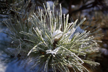 branch of a tree