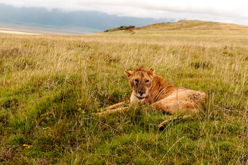 Lions in Tanzania on a clear day