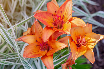 Fototapeta premium Orange Lily growing in the garden
