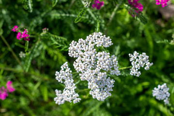 Yarrow white growing in the garden
