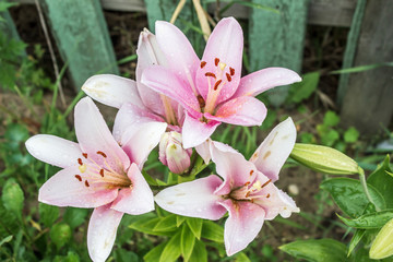Bouquet of Lily growing in the garden