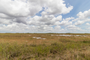 Obraz premium everglades national park