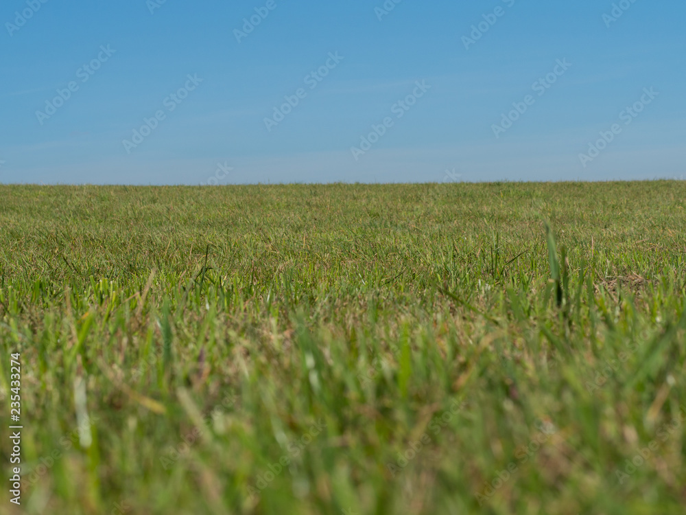 Wall mural grassland and sky