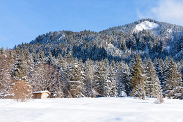 Obraz na płótnie Canvas Alpine in the snow