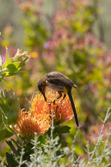 Portrait format of Cape Sugar bird, male,  (Promerops cafer), bending down to reach nectar on orange Pin Cushion Protea flower, (Leucospermum cordifolium ), South Africa