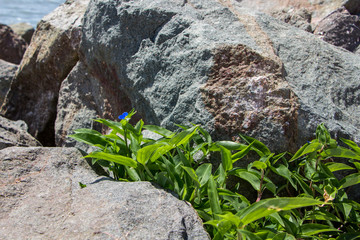 Tradescantia. Green plant  growing up among the rock near the sea. Bulgaria