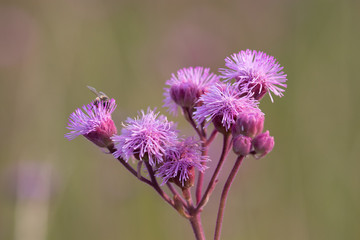 Fototapeta premium Pompom weed flowers with bee