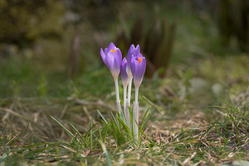 Obraz premium Blauer Krokus