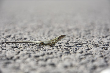 Young European green lizard on road. Little lizard on rock