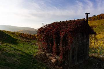 hut in a vineyard in autumn
