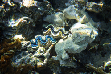 Red Sea Egypt fish ocean coral underwater 