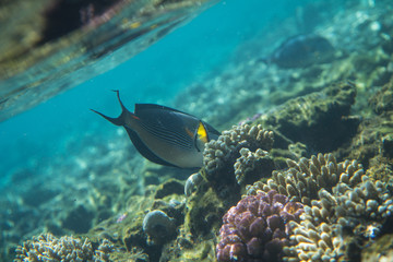 Naklejka na ściany i meble Red Sea Egypt fish ocean coral underwater 