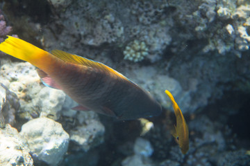 Fototapeta na wymiar Red Sea Egypt fish ocean coral underwater 