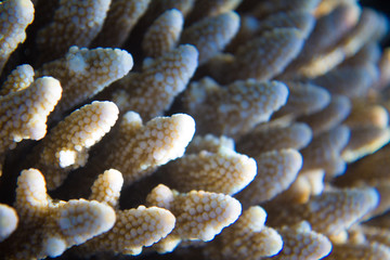 Red Sea Egypt fish ocean coral underwater 