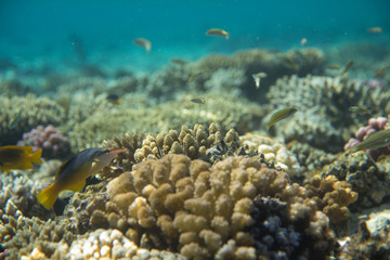 Obraz na płótnie Canvas Red Sea Egypt fish ocean coral underwater 