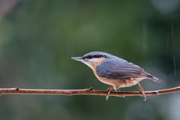 Nuthatch