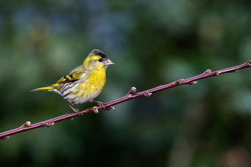 Eurasian Siskin