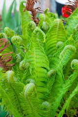 fern in the garden