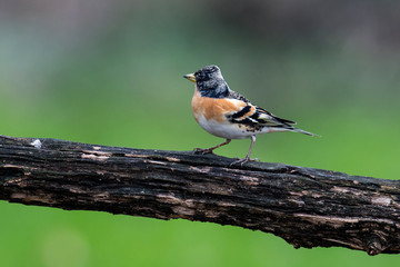 Brambling