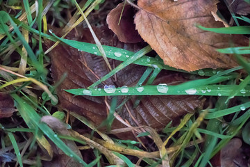 Sfondo Natura, erba con rugiada e foglie secche