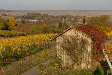 vineyard in autumn on a sunny day 