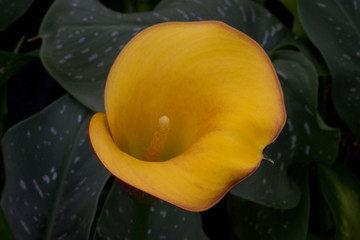 Fiore di calla gialla (Zantedeschia elliottiana)