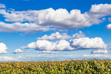 Nuages et ciel bleu au-dessus des vignes 
