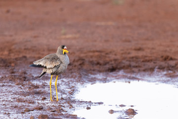 Wattled lapwing at water