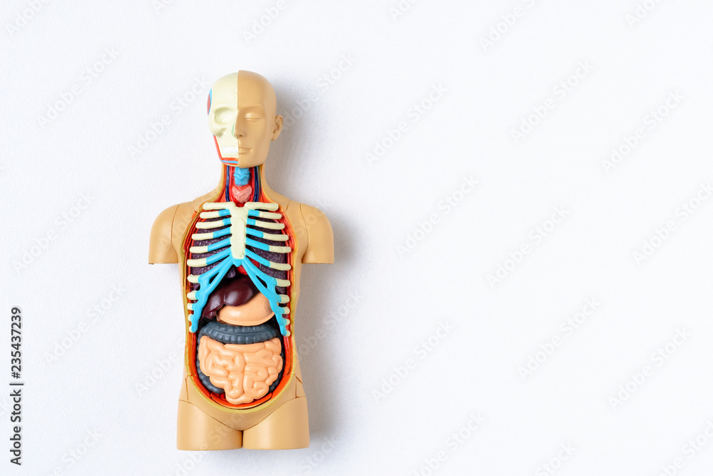Wall mural plastic man dummy with internal organs on a white background with copy space. teaching model of the 