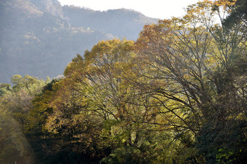 Obraz premium 山の秋