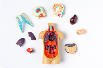 Plastic man dummy with internal organs on a white background. Teaching model of the human body
