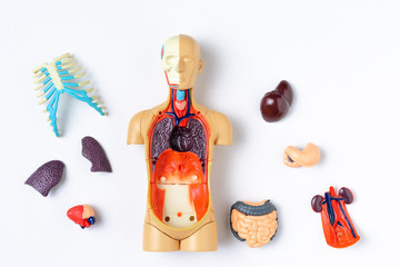 Plastic man dummy with internal organs on a white background. Teaching model of the human body