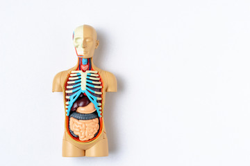 Plastic man dummy with internal organs on a white background with copy space. Teaching model of the...