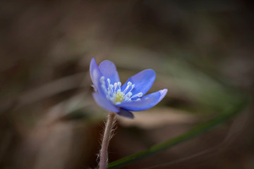 Leberblümchen