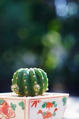 Little cactus pot plant in small square pot on wooden table