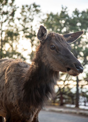 Fototapeta premium elk