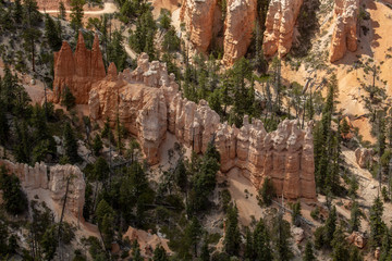 wood in the bryce
