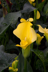 Fiori di calla gialla (Zantedeschia elliottiana)