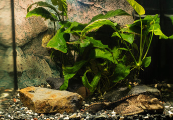 Ancistrus fish in the aquarium.