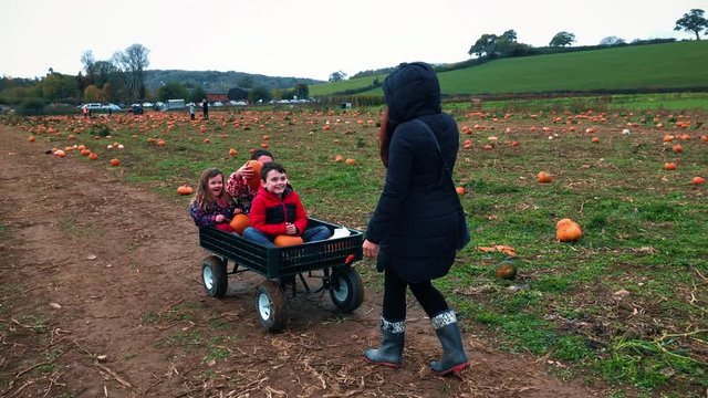Children choosing pumpkins from a halloween pumpkin farm