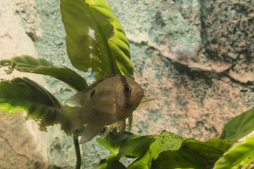 Akara brown in the aquarium.