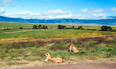 Lions in Tanzania on a clear day