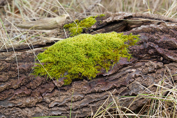 Moss