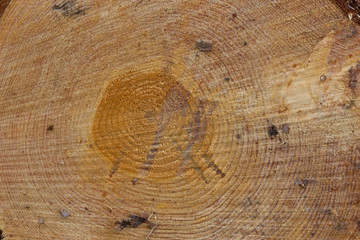 Wood pattern