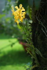 Yellow Orchid flower
