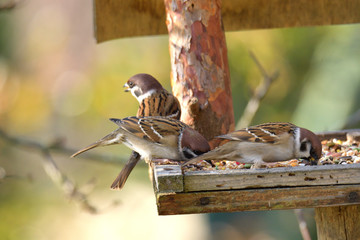 Fototapeta premium herd of sparrow bird eating seeds from the rack feeder