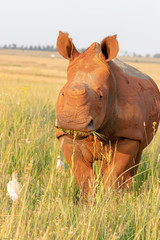 Naklejka premium White rhino with food in its mouth