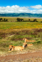 Lioness in the savannah of Tanzania